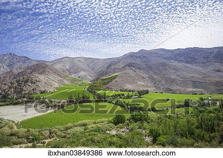 "Vineyards in the Valle del Elqui, Vicuna, Region de Coquimbo, Chile, South America" View Large Photo Image Stock Photograph - "Vineyards in the Valle del Elqui, Vicuna, Region de Coquimbo, Chile, South America". Fotosearch