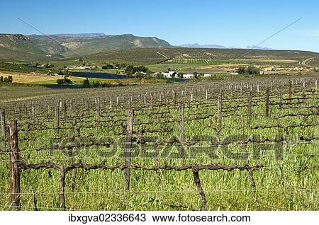 Stock Image - "Vineyards in the valley of the Olifants River at the foot of the Cederberg mountains near Rondeberg, Western Cape province, South Africa, Africa". Fotosearch
