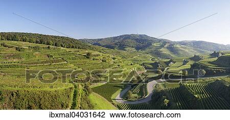 Stock Image - "Vineyards, Kaiserstuhl, at Oberbergen, Black Forest, Baden-Wurttemberg, Germany, Europe". Fotosearch