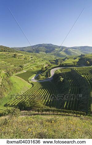 "Vineyards, Kaiserstuhl, at Oberbergen, Black Forest, Baden-Wurttemberg, Germany, Europe" View Large Photo Image Stock Photograph - "Vineyards, Kaiserstuhl, at Oberbergen, Black Forest, Baden-Wurttemberg, Germany, Europe". Fotosearch