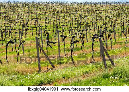 "Vineyards, near Karlin, Hovorany, Hodonin district, Jihomoravsky county, Czech Republic, Europe" View Large Photo Image Stock Image - "Vineyards, near Karlin, Hovorany, Hodonin district, Jihomoravsky county, Czech Republic, Europe". Fotosearch