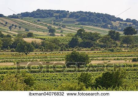 "Vineyards near Oggau am Neusiedler See, Leitha Mountains, Northern Burgenland, Burgenland, Austria, Europe" View Large Photo Image Stock Image - "Vineyards near Oggau am Neusiedler See, Leitha Mountains, Northern Burgenland, Burgenland, Austria, Europe". Fotosearch