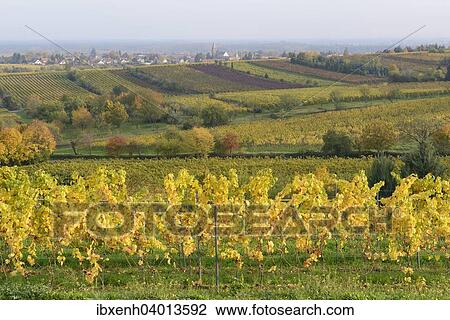 "Vineyards, Neustadt an der Weinstrasse, Rhineland-Palatinate, Germany, Europe" View Large Photo Image Stock Image - "Vineyards, Neustadt an der Weinstrasse, Rhineland-Palatinate, Germany, Europe". Fotosearch