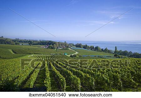 "Vineyards on Lake Constance, Meersburg, Baden-Wurttemberg, Germany, Europe" View Large Photo Image Stock Image - "Vineyards on Lake Constance, Meersburg, Baden-Wurttemberg, Germany, Europe". Fotosearch