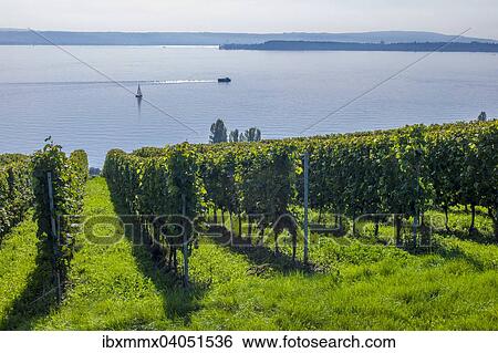 "Vineyards on Lake Constance, Meersburg, Baden-Wurttemberg, Germany, Europe" View Large Photo Image Stock Photograph - "Vineyards on Lake Constance, Meersburg, Baden-Wurttemberg, Germany, Europe". Fotosearch