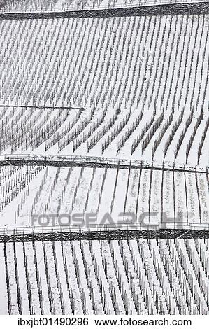 "Vineyards on the Moselle river in winter with snow, Europe" View Large Photo Image Stock Photograph - "Vineyards on the Moselle river in winter with snow, Europe". Fotosearch
