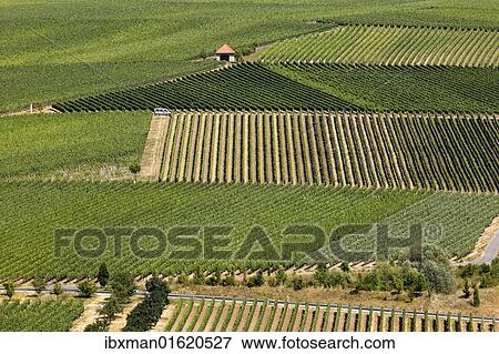 Stock Photo - "Vineyards on Wine Island near Nordheim am Main, Mainfranken, Lower Franconia, Franconia, Bavaria, Germany, Europe". Fotosearch