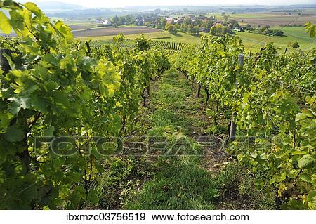 "Vineyards with view of Altmannsdorf, Altmannsdorf, Michelau im Steigerwald, Lower Franconia, Bavaria, Germany, Europe" View Large Photo Image Stock Photo - "Vineyards with view of Altmannsdorf, Altmannsdorf, Michelau im Steigerwald, Lower Franconia, Bavaria, Germany, Europe". Fotosearch