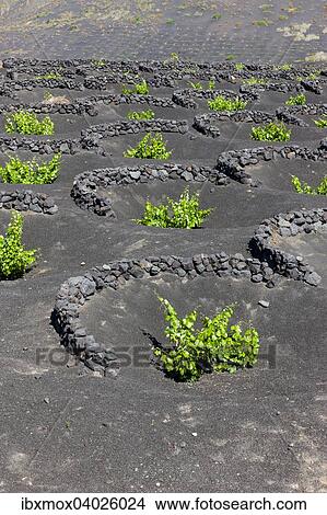"Viniculture, vines growing on lava protected from the wind by lava walls, dry cultivation, volcanic landscape near La Geria, Lanzarote, Canary Islands, Spain, Europe" View Large Photo Image Picture - "Viniculture, vines growing on lava protected from the wind by lava walls, dry cultivation, volcanic landscape near La Geria, Lanzarote, Canary Islands, Spain, Europe". Fotosearch