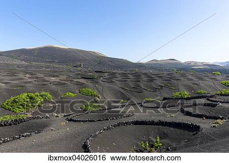 "Viniculture, vines growing on lava protected from the wind by lava walls, dry cultivation, volcanic landscape near La Geria, Lanzarote, Canary Islands, Spain, Europe" View Large Photo Image Stock Photograph - "Viniculture, vines growing on lava protected from the wind by lava walls, dry cultivation, volcanic landscape near La Geria, Lanzarote, Canary Islands, Spain, Europe". Fotosearch