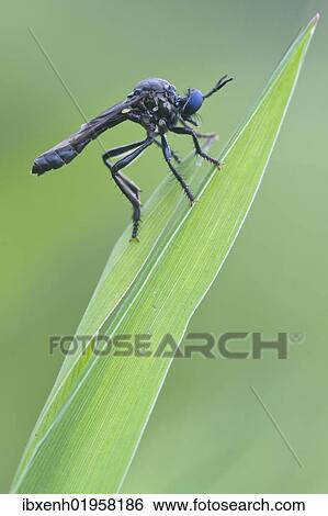 "Violet black-legged robber fly (Dioctria atricapilla), Haren, Emsland region, Lower Saxony, Germany, Europe" View Large Photo Image Stock Photograph - "Violet black-legged robber fly (Dioctria atricapilla), Haren, Emsland region, Lower Saxony, Germany, Europe". Fotosearch