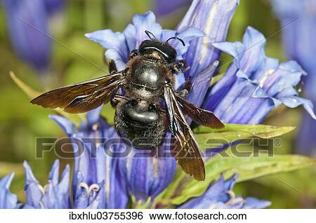 Stock Photograph - "Violet Carpenter Bee or Indian Bhanvra (Xylocopa violacea) on a Willow Gentian (Gentiana asclepiadea), Bavaria, Germany, Europe". Fotosearch
