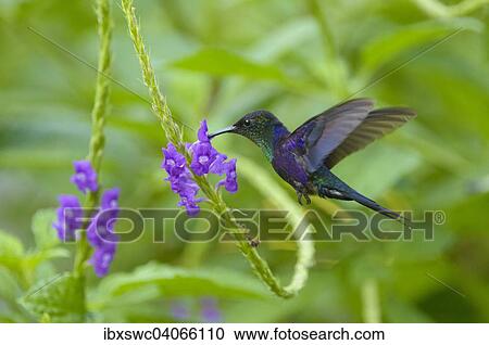 Stock Image - "Violet-crowned Woodnymph (Thalurania colombica), in flight, feeding on nectar from flower, Puntarenas Province, Costa Rica, North America". Fotosearch