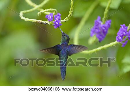 Stock Photograph - "Violet-crowned Woodnymph (Thalurania colombica), in flight, feeding on nectar from flower, Puntarenas Province, Costa Rica, North America". Fotosearch