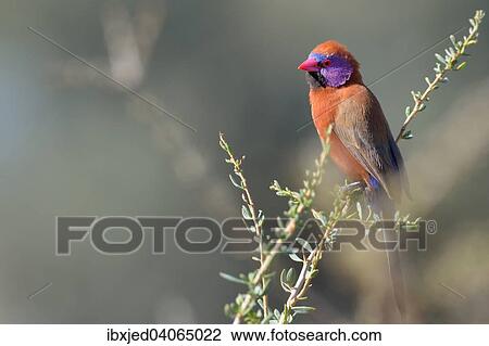 "Violet-eared Waxbill (Uraeginthus granatina), male, perched on a twig, Kgalagadi Transfrontier Park, Northern Cape, South Africa, Africa" View Large Photo Image Stock Image - "Violet-eared Waxbill (Uraeginthus granatina), male, perched on a twig, Kgalagadi Transfrontier Park, Northern Cape, South Africa, Africa". Fotosearch