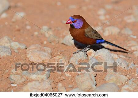 "Violet-eared Waxbill (Uraeginthus granatina), male, standing on a stone, Kgalagadi Transfrontier Park, Northern Cape, South Africa, Africa" View Large Photo Image Stock Photo - "Violet-eared Waxbill (Uraeginthus granatina), male, standing on a stone, Kgalagadi Transfrontier Park, Northern Cape, South Africa, Africa". Fotosearch