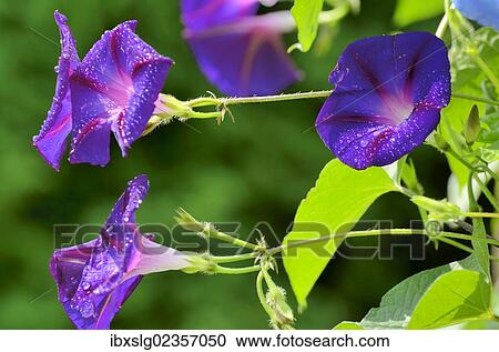 Violet Morning Glory (Ipomoea tricolor syn. Violacea) View Large Photo Image Stock Image - Violet Morning Glory (Ipomoea tricolor syn. Violacea). Fotosearch
