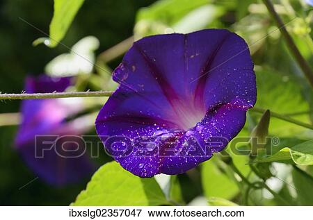 Violet Morning Glory (Ipomoea tricolor syn. Violacea) View Large Photo Image Stock Photo - Violet Morning Glory (Ipomoea tricolor syn. Violacea). Fotosearch