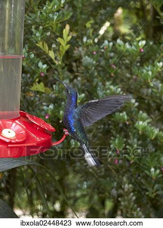 "Violet Sabrewing (Campylopterus hemileucurus), hummingbird, at a watering place, Monteverde Cloud Forest Reserve, Reserva Biologica Bosque Nubosa, Monteverde, Guanacaste Province, Costa Rica, Central America, North America" View Large Photo Image Stock Image - "Violet Sabrewing (Campylopterus hemileucurus), hummingbird, at a watering place, Monteverde Cloud Forest Reserve, Reserva Biologica Bosque Nubosa, Monteverde, Guanacaste Province, Costa Rica, Central America, North America". Fotosearch