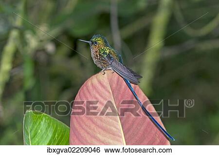 Stock Photograph - "Violet-tailed Sylph (Aglaiocercus coelestis), in its habitat, Tandayapa region, Andean cloud forest, Ecuador, South America". Fotosearch