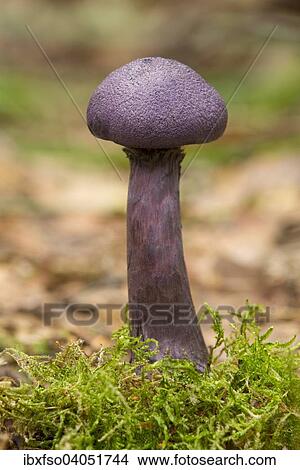 "Violet Webcap (Cortinarius violaceus), Lower Saxony, Germany, Europe" View Large Photo Image Picture - "Violet Webcap (Cortinarius violaceus), Lower Saxony, Germany, Europe". Fotosearch