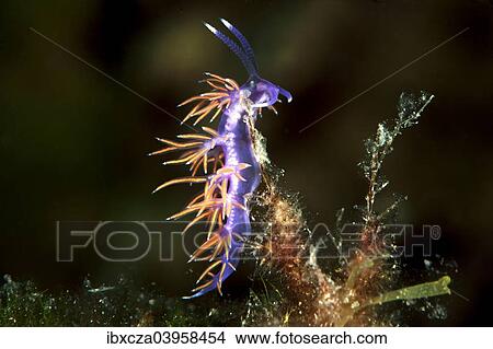 Picture - "Violette sea slug (Flabellina affinis), Mediterranean Sea, Croatia, Europe". Fotosearch
