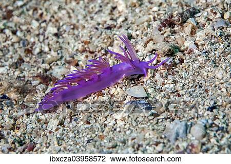 Stock Image - "Violette sea slug (Flabellina affinis), Mediterranean Sea, Croatia, Europe". Fotosearch