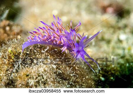 "Violette sea slug (Flabellina affinis), Mediterranean Sea, Croatia, Europe" View Large Photo Image Stock Photography - "Violette sea slug (Flabellina affinis), Mediterranean Sea, Croatia, Europe". Fotosearch