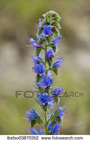 "Viper's Bugloss or Blueweed (Echium vulgare), flowering, Thuringia, Germany, Europe" View Large Photo Image Stock Image - "Viper's Bugloss or Blueweed (Echium vulgare), flowering, Thuringia, Germany, Europe". Fotosearch