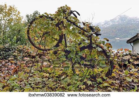 "Virginia Creeper (Parthenocissus tricuspidata) overgrown on an old bicycle, Varese, Lombardy, Italy, Europe" View Large Photo Image Stock Image - "Virginia Creeper (Parthenocissus tricuspidata) overgrown on an old bicycle, Varese, Lombardy, Italy, Europe". Fotosearch