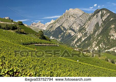 "Viticulture terraces, Premploz, Conthey, Canton of Valais, Switzerland, Europe" View Large Photo Image Picture - "Viticulture terraces, Premploz, Conthey, Canton of Valais, Switzerland, Europe". Fotosearch