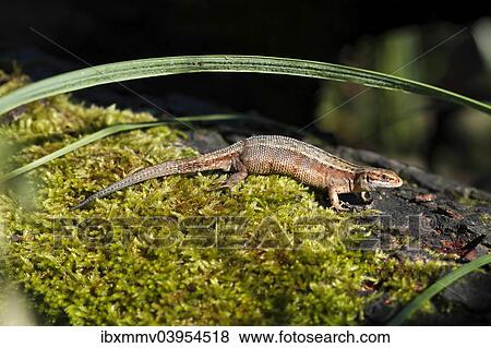 "Viviparous lizard (Zootoca vivipara) in the biotope, sunbathing, Mecklenburg Lake District, Mecklenburg-Strelitz, Mecklenburg-Western Pomerania, Germany, Europe" View Large Photo Image Stock Photo - "Viviparous lizard (Zootoca vivipara) in the biotope, sunbathing, Mecklenburg Lake District, Mecklenburg-Strelitz, Mecklenburg-Western Pomerania, Germany, Europe". Fotosearch