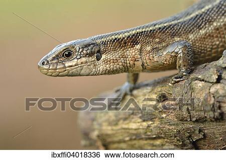 "Viviparous lizard (Zootoca vivipara), North Rhine-Westphalia, Germany, Europe" View Large Photo Image Stock Photograph - "Viviparous lizard (Zootoca vivipara), North Rhine-Westphalia, Germany, Europe". Fotosearch