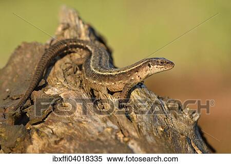 "Viviparous lizard (Zootoca vivipara), sunbathing, North Rhine-Westphalia, Germany, Europe" View Large Photo Image Stock Photography - "Viviparous lizard (Zootoca vivipara), sunbathing, North Rhine-Westphalia, Germany, Europe". Fotosearch