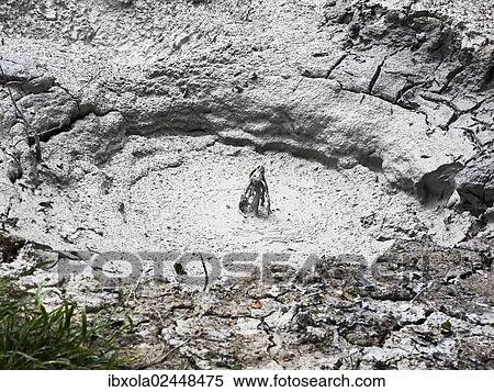 "Volcanic, bubbling mud pool with mineral-rich mud, Las Pailas, Ricon de la Vieja National Park, Province of Guanacaste, Costa Rica, Central America, North America" View Large Photo Image Stock Photography - "Volcanic, bubbling mud pool with mineral-rich mud, Las Pailas, Ricon de la Vieja National Park, Province of Guanacaste, Costa Rica, Central America, North America". Fotosearch