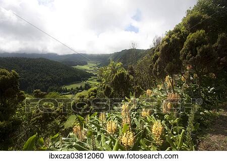 "Volcanic crater of Lagoa do Fogo, Sao Miguel, Azores, Portugal, Europe" View Large Photo Image Stock Image - "Volcanic crater of Lagoa do Fogo, Sao Miguel, Azores, Portugal, Europe". Fotosearch