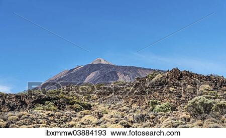 "Volcanic landscape, covered with shrubs, plateau Llano de Ucanca with Mt Pico del Teide, 3718m, Parque Nacional de las Canadas del Teide, Teide National Park, UNESCO World Heritage Site, Tenerife, Canary Islands, Spain, Europe" View Large Photo Image Stock Image - "Volcanic landscape, covered with shrubs, plateau Llano de Ucanca with Mt Pico del Teide, 3718m, Parque Nacional de las Canadas del Teide, Teide National Park, UNESCO World Heritage Site, Tenerife, Canary Islands, Spain, Europe". Fotosearch