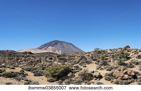 Stock Photo - "Volcanic landscape, plateau covered with shrubs, Llano de Uruanca with Pico del Teide, 3718m, Parque Nacional de las Canadas del Teide, Teide National Park, UNESCO World Heritage Site, Tenerife, Canary Islands, Spain, Europe". Fotosearch