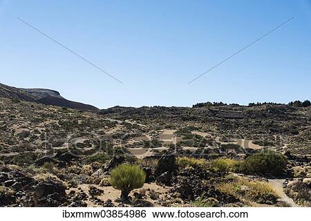 "Volcanic landscape, plateau covered with shrubs, Llano de Uruanca surrounding Pico del Teide, Parque Nacional de las Canadas del Teide, Teide National Park, UNESCO World Heritage Site, Tenerife, Canary Islands, Spain, Europe" View Large Photo Image Stock Photograph - "Volcanic landscape, plateau covered with shrubs, Llano de Uruanca surrounding Pico del Teide, Parque Nacional de las Canadas del Teide, Teide National Park, UNESCO World Heritage Site, Tenerife, Canary Islands, Spain, Europe". Fotosearch
