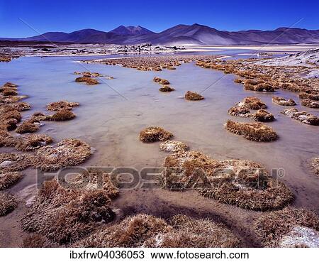 "Volcanic landscape, salt-resistant vegetation at the front, salt lagoon, salt flat with volcanoes at the back, Salar de Talar, Atacama Desert, Chile, South America" View Large Photo Image Stock Image - "Volcanic landscape, salt-resistant vegetation at the front, salt lagoon, salt flat with volcanoes at the back, Salar de Talar, Atacama Desert, Chile, South America". Fotosearch