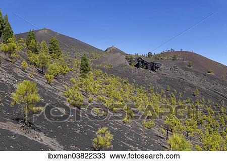 "Volcano San Martin, Cumbre Vieja in Fuencaliente, La Palma, Canary Islands, Spain, Europe" View Large Photo Image Stock Image - "Volcano San Martin, Cumbre Vieja in Fuencaliente, La Palma, Canary Islands, Spain, Europe". Fotosearch