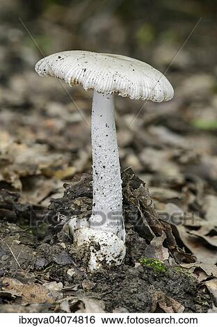 Stock Photograph - "Volvariella mushroom (Volvariella spec. ) with the typical volva at the stem base, saprobiont, inedible, Switzerland, Europe". Fotosearch