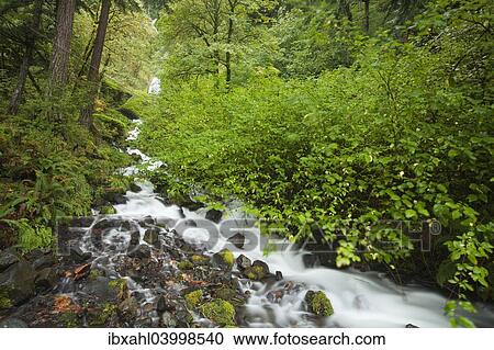 "Wahkeena Falls, waterfall in the Columbia River Gorge, Portland, Oregon, United States, North America" View Large Photo Image Stock Image - "Wahkeena Falls, waterfall in the Columbia River Gorge, Portland, Oregon, United States, North America". Fotosearch
