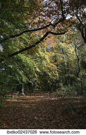 Stock Photograph - "Walk, autumn in the recreation area at Decksteiner Weiher lake, Cologne, North Rhine-Westphalia, Germany, Europe". Fotosearch