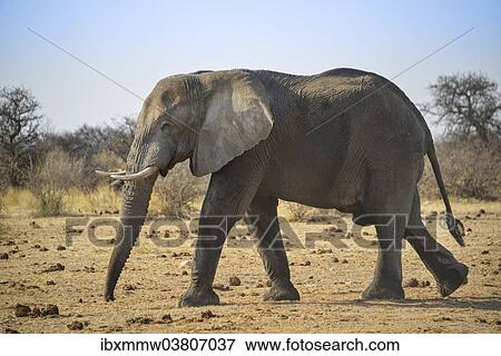 "Walking African Elephant (Loxodonta africana), Etosha National Park, Namibia, Africa" View Large Photo Image Stock Photo - "Walking African Elephant (Loxodonta africana), Etosha National Park, Namibia, Africa". Fotosearch