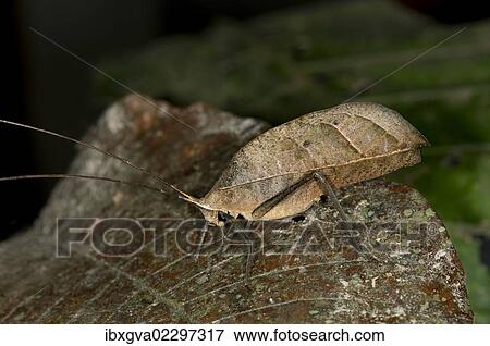 Stock Photo - "Walking leaf, Leaf bush cricket or katydid (Typophyllum sp. ), mimicking a withered leaf, Tiputini rain forest, Yasuni National Park, Ecuador, South America". Fotosearch