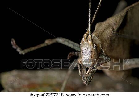 "Walking leaf, Leaf bush cricket or katydid, (Typophyllum sp. ), mimicking a withered leaf, Tiputini rain forest, Yasuni National Park, Ecuador, South America" View Large Photo Image Stock Photo - "Walking leaf, Leaf bush cricket or katydid, (Typophyllum sp. ), mimicking a withered leaf, Tiputini rain forest, Yasuni National Park, Ecuador, South America". Fotosearch