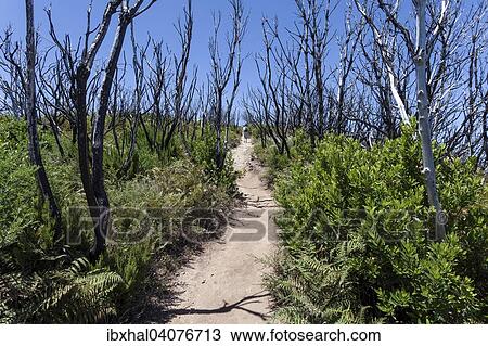 Stock Image - "Walking path to Garajonay between charred tree trunks, traces of the forest fire of 2012, La Gomera, Canary Islands, Spain, Europe". Fotosearch