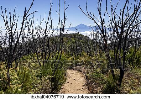 "Walking path to Garajonay between charred tree trunks, traces of the forest fire of 2012, behind Passat clouds and the Teide on Tenerife, La Gomera, Canary Islands, Spain, Europe" View Large Photo Image Stock Photo - "Walking path to Garajonay between charred tree trunks, traces of the forest fire of 2012, behind Passat clouds and the Teide on Tenerife, La Gomera, Canary Islands, Spain, Europe". Fotosearch