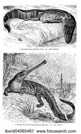 "Wall chart, crocodiles II, illustration from Meyers Encyclopaedia, 1897" View Large Photo Image Stock Photo - "Wall chart, crocodiles II, illustration from Meyers Encyclopaedia, 1897". Fotosearch